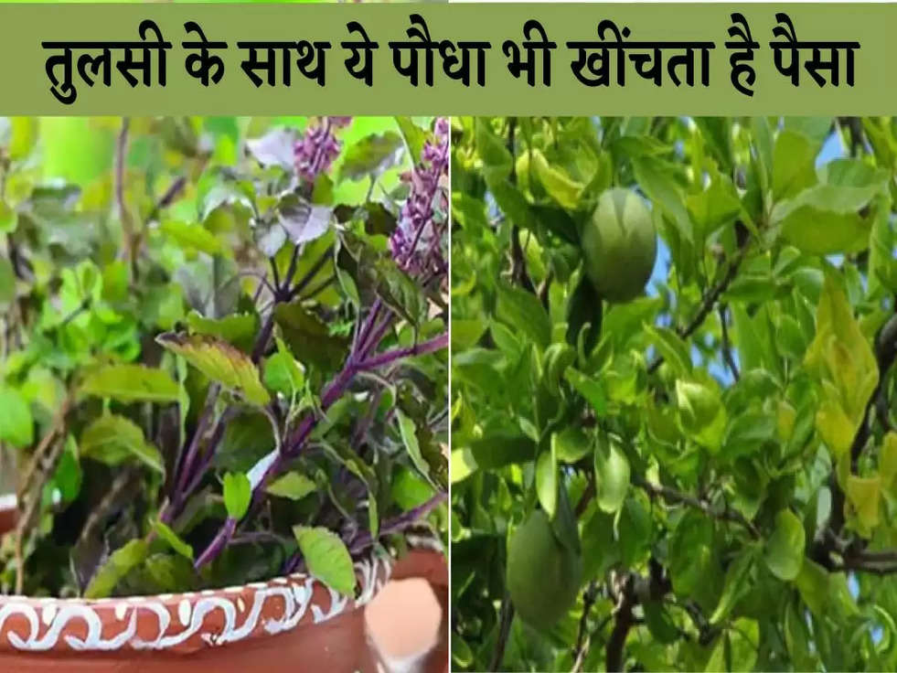 Vastu Tips For Plant: तुलसी के साथ ये पौधा भी चुंबक की तरह खींचता है पैसा, जानिए 