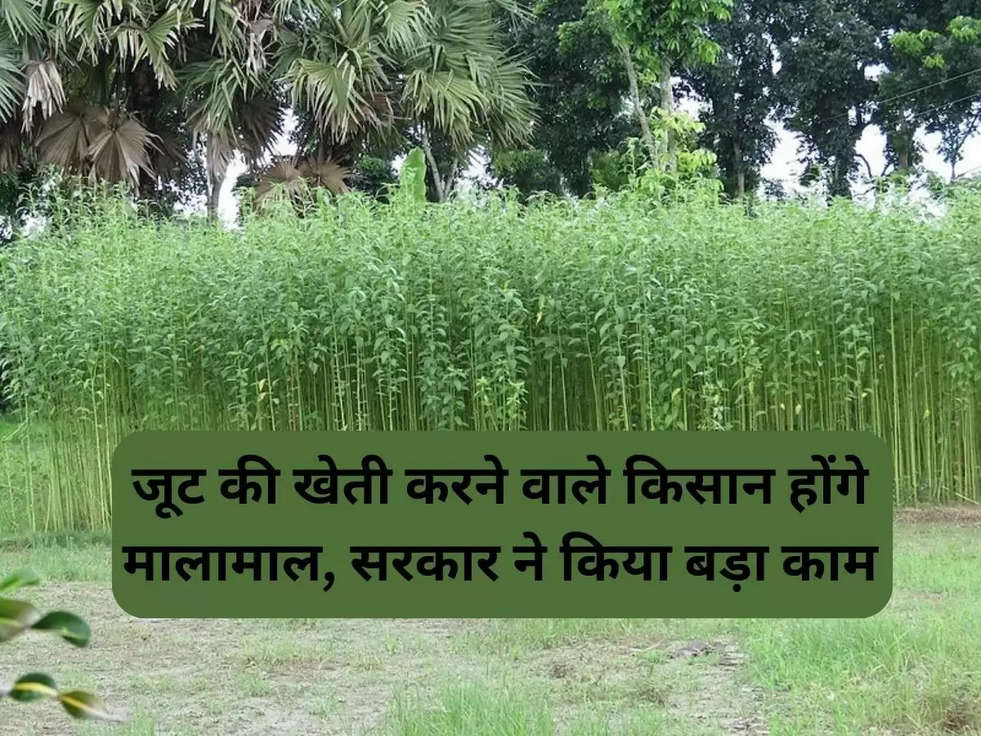 jute cultivation