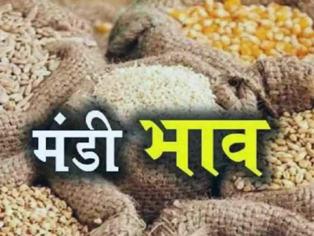 Market Price: Fall in Narma, see the latest rates of Mustard, Guar, Gram, Groundnut, Kanak Barley here