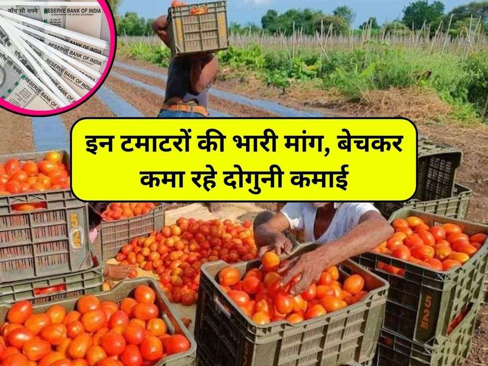 Tomato Today Price