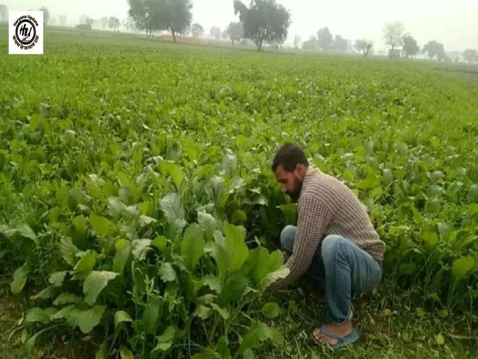 Farming Tips: सितंबर के महीने में करें इन फसलों की खेती, होगा मुनाफा