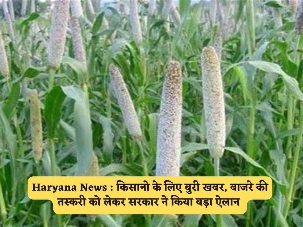 Haryana News : किसानो के लिए बुरी खबर, बाजरे की तस्करी को लेकर सरकार ने किया बड़ा ऐलान 