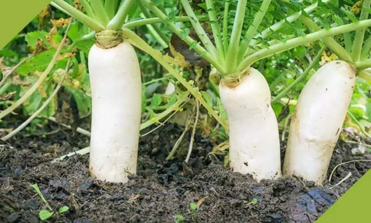 radish farming