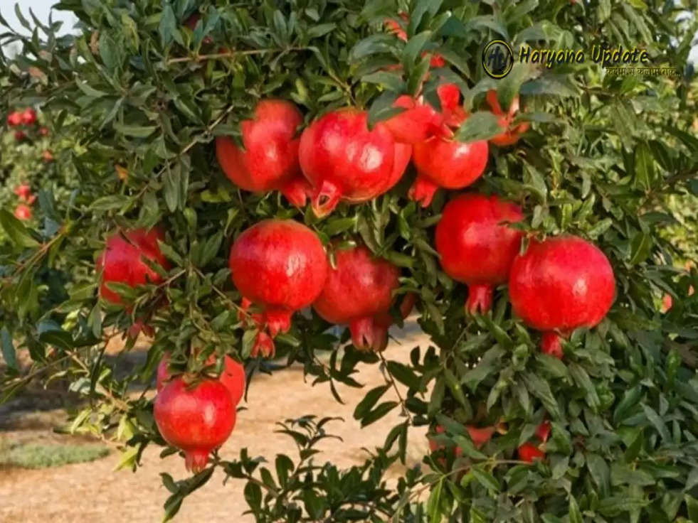 Tree Worship Benefits: इन वृक्षों में होता है देवताओं का वास, पूरी होगी सभी मनोकामनाएँ 