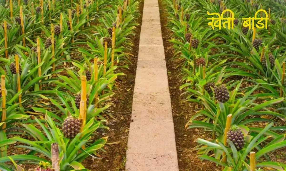 pineapple cultivation