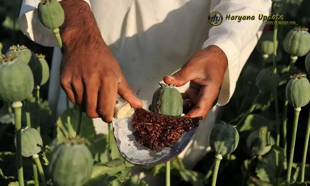 opium cultivation