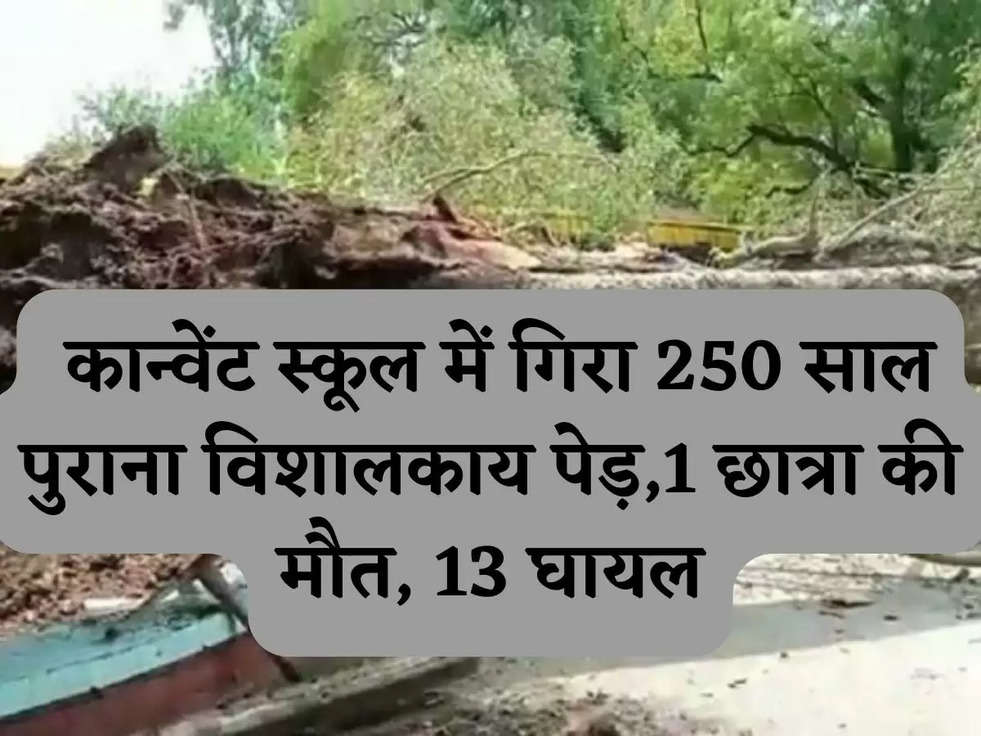 Tree falls in chandigarh: कान्वेंट स्कूल में गिरा 250 साल पुराना विशालकाय पेड़,1 छात्रा की मौत, 13 घायल