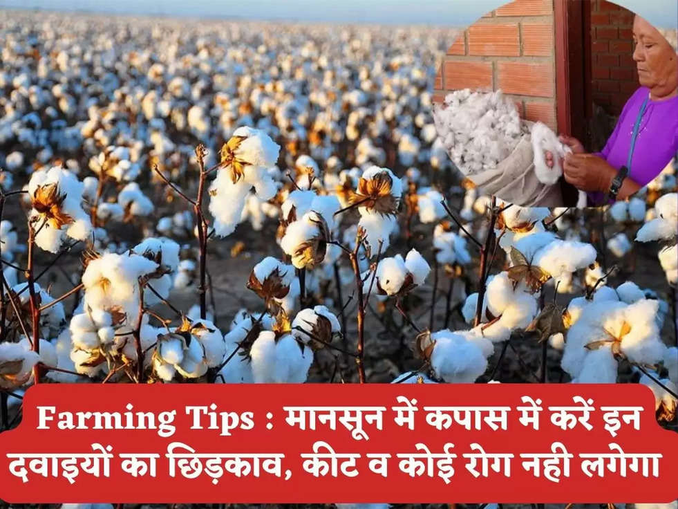 Farming Tips : मानसून में कपास में करें इन दवाइयों का छिड़काव, कीट व कोई रोग नही लगेगा 