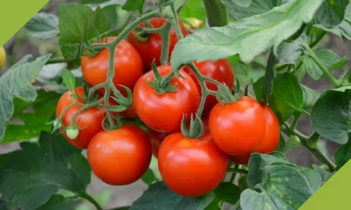 tomato farming