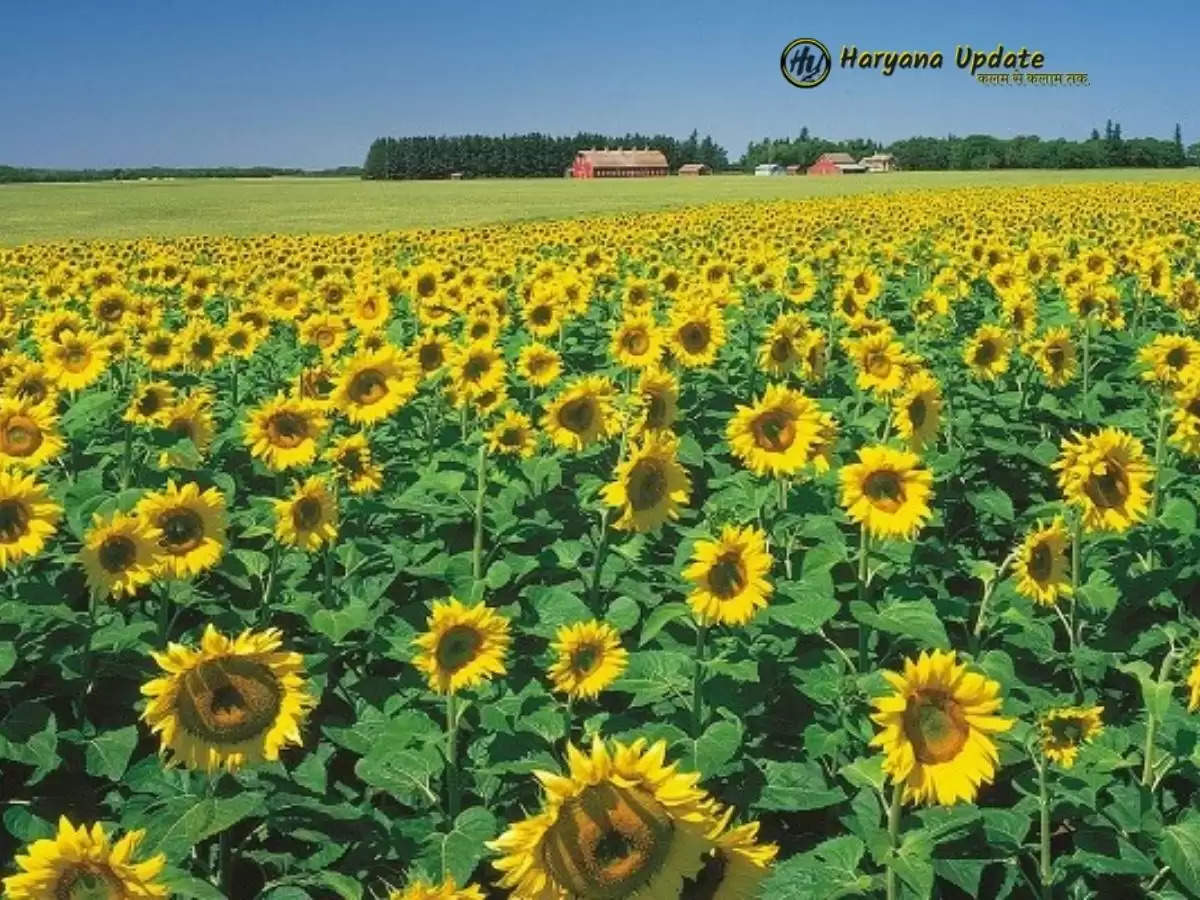 sunflower farming