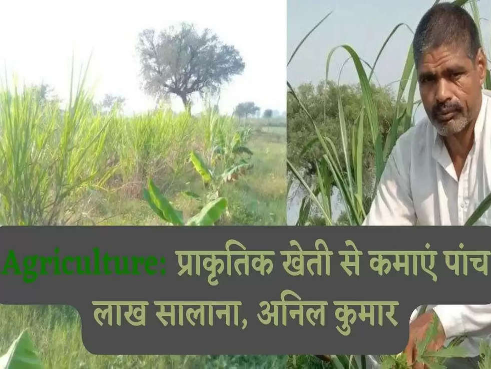 Agriculture: प्राकृतिक खेती से कमाएं पांच लाख सालाना, अनिल कुमार