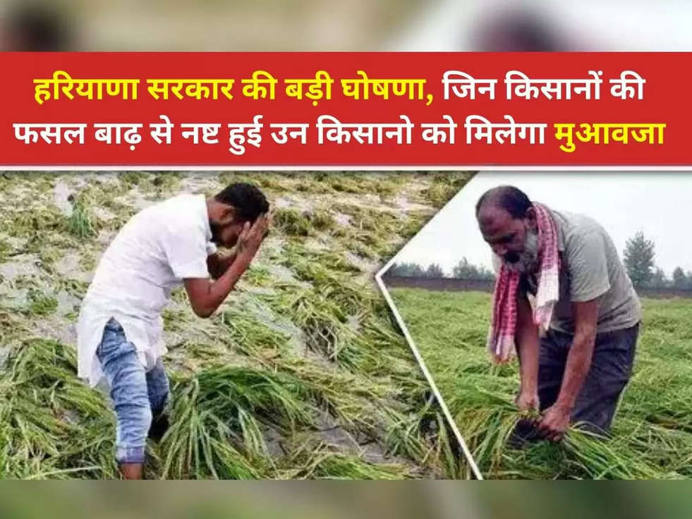 हरियाणा सरकार की बड़ी घोषणा, जिन किसानो की फसल बाढ़ से नष्ट हुई उन किसानो को मिलेगा मुआवजा 