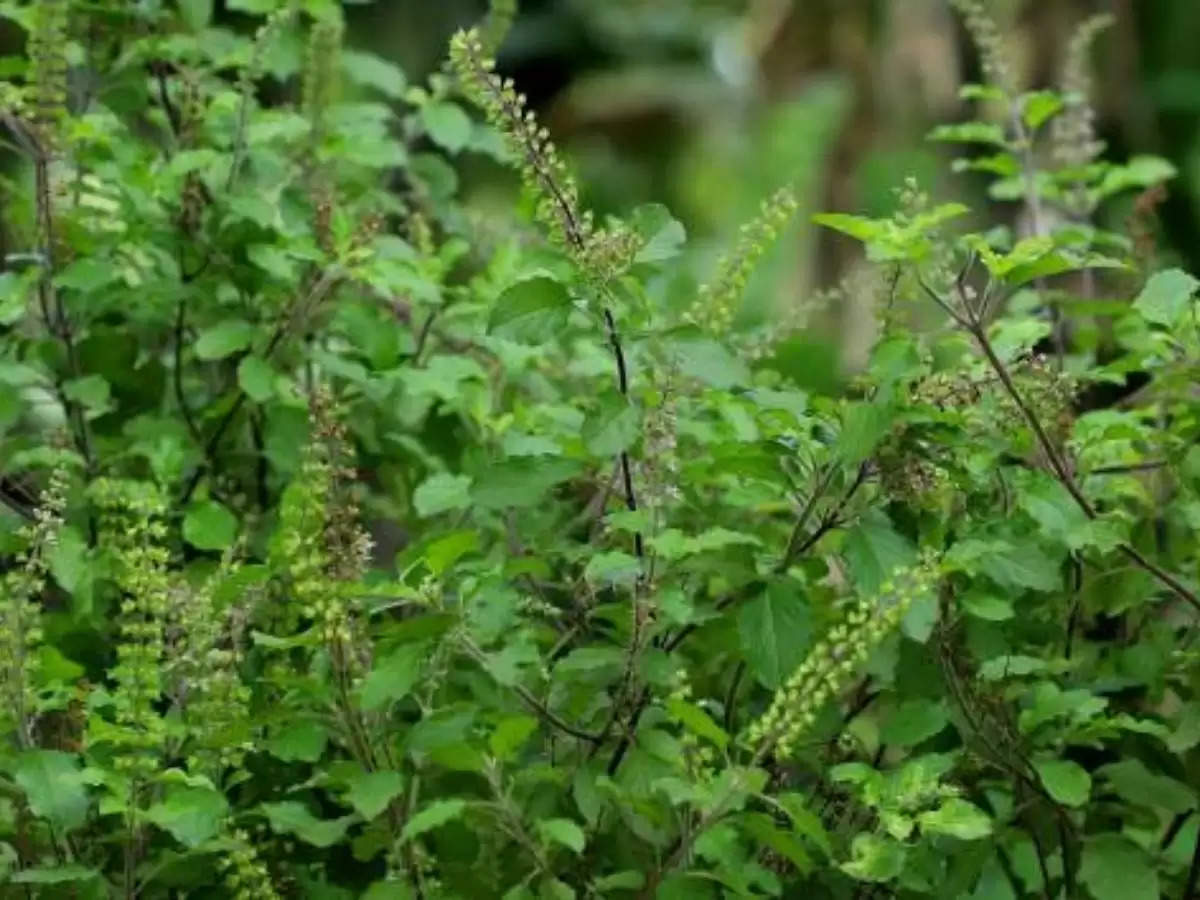 Tulsi Plant