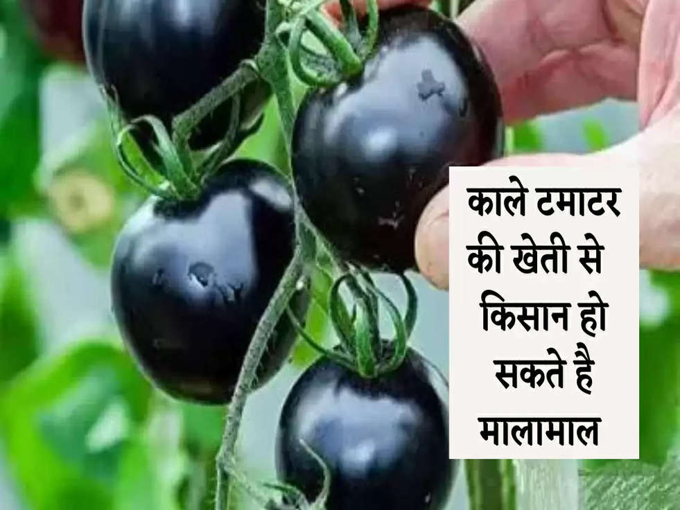 Black Tomato Farming: काले टमाटर की खेती कर इस तरह किसान हो सकते है मालामाल 