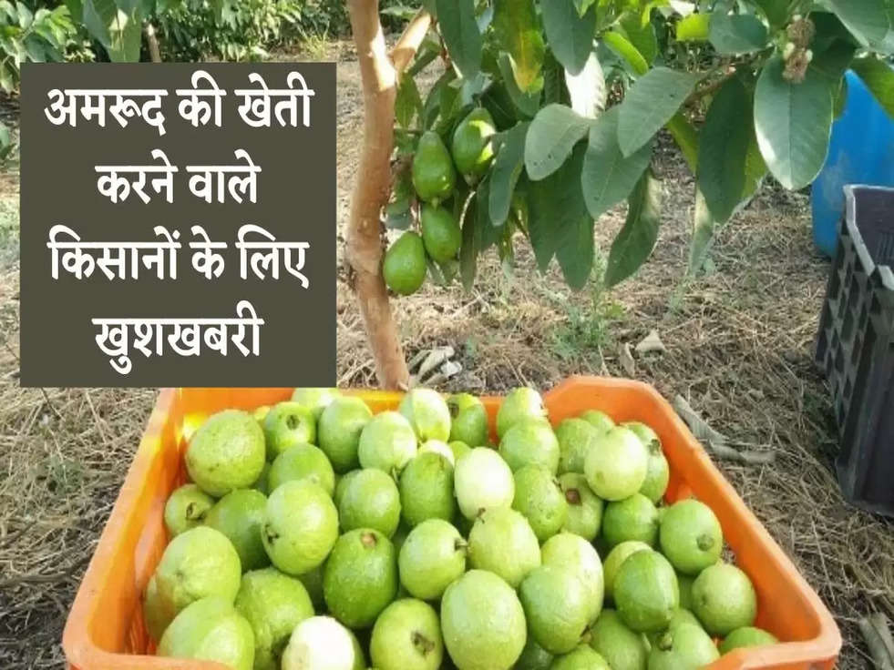 Subsidy On Guava Farming: अमरूद की खेती करने वाले किसानों के लिए खुशखबरी, सरकार दे रही ये फायदा 