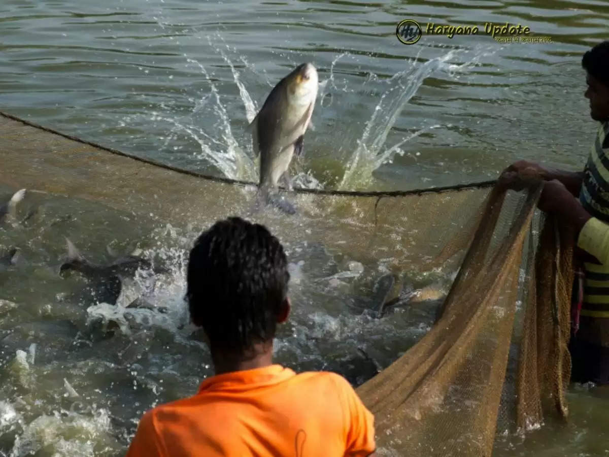 fish farming