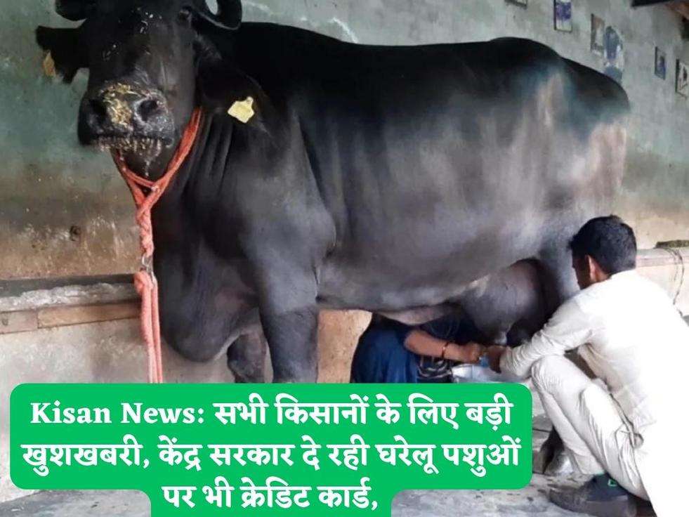 Kisan News: सभी किसानों के लिए बड़ी खुशखबरी, केंद्र सरकार दे रही घरेलू पशुओं पर भी क्रेडिट कार्ड,