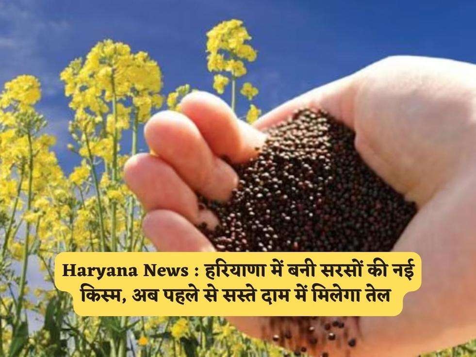 Haryana News : हरियाणा में बनी सरसों की नई किस्म, अब पहले से सस्ते दाम में मिलेगा तेल 