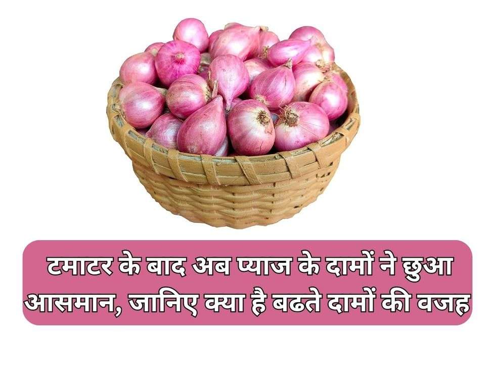 Onion Price