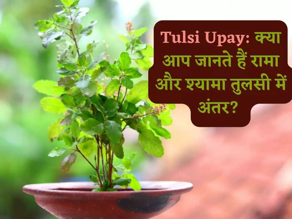 Tulsi Upay: क्‍या आप जानते हैं रामा और श्‍यामा तुलसी में अंतर? 