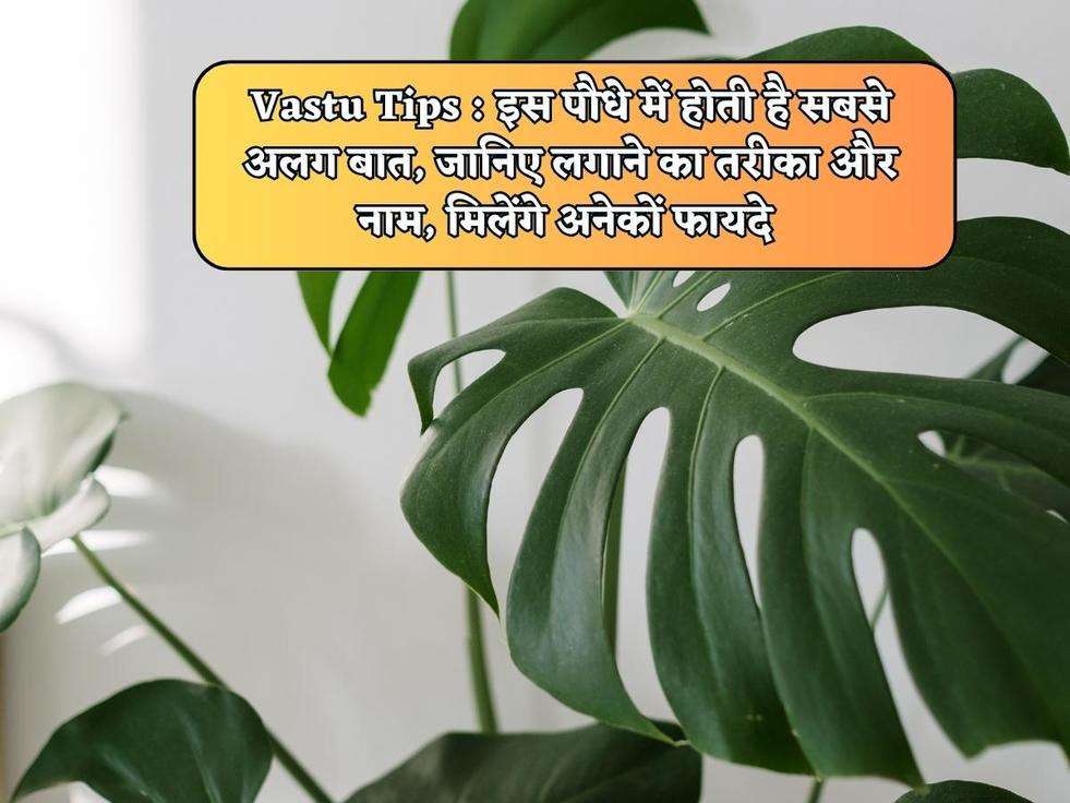 Vastu Tips : इस पौधे में होती है सबसे अलग बात, जानिए लगाने का तरीका और नाम, मिलेंगे अनेकों फायदे 