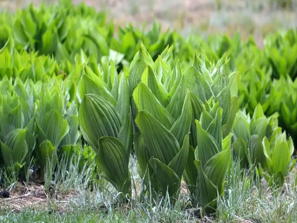 Agriculture : अगस्त माह में करें इन सब्जियों की खेती, होगा मुनाफा