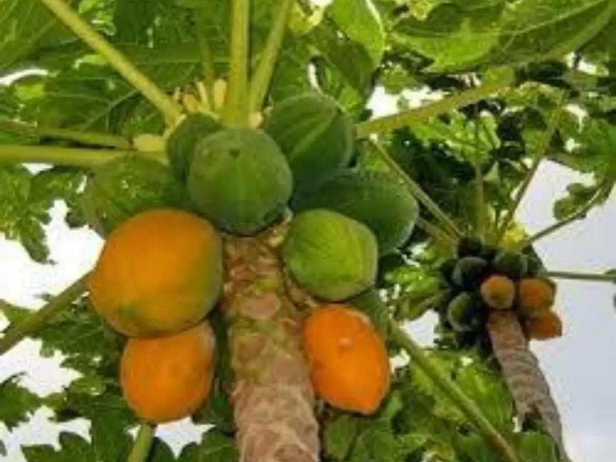 papaya farming