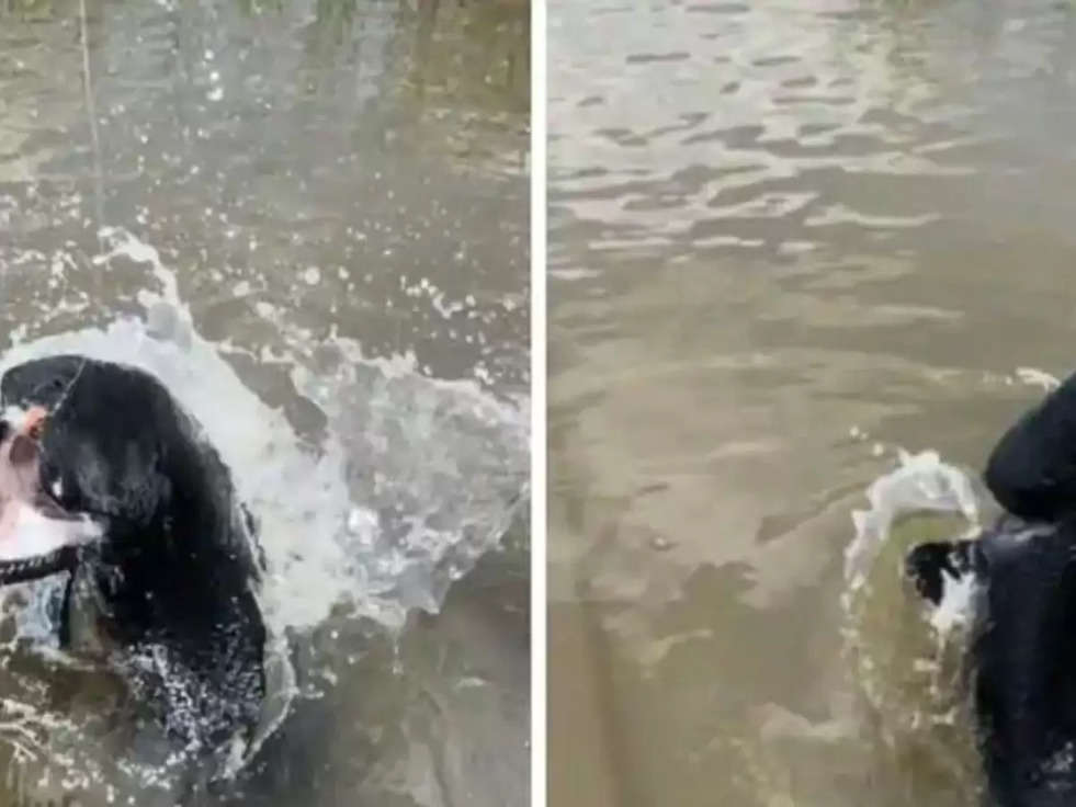 Jet-Black River Beast: This huge rare 'monster' trapped in fishermen's net, see photos