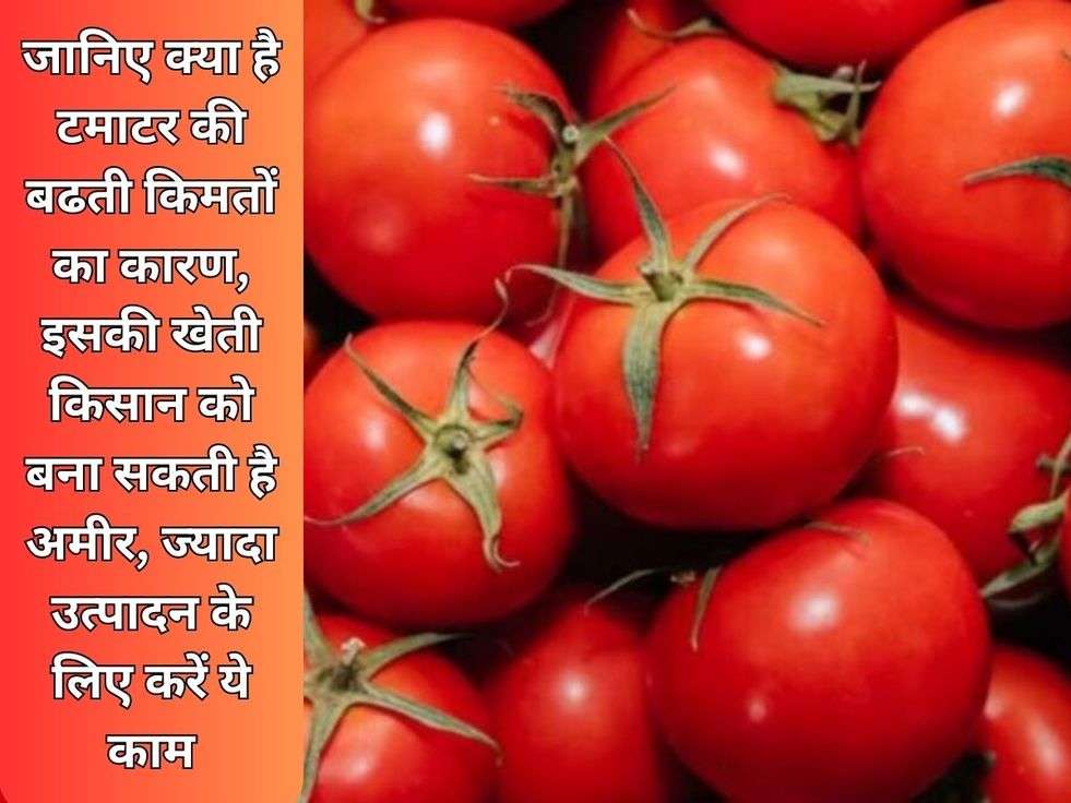 Tomato Price