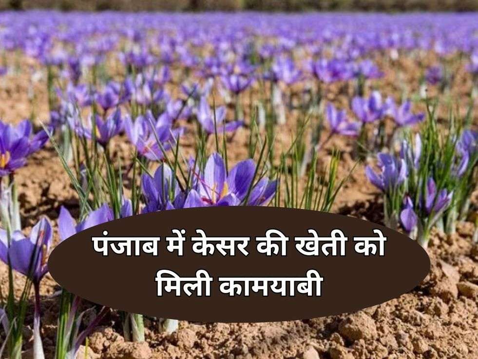 Saffron Farming