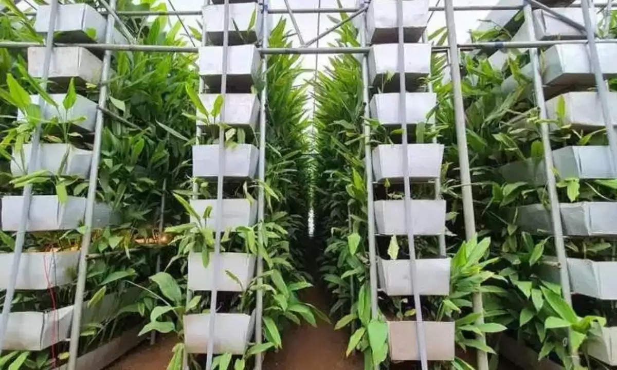 Vertical turmeric cultivation benifits