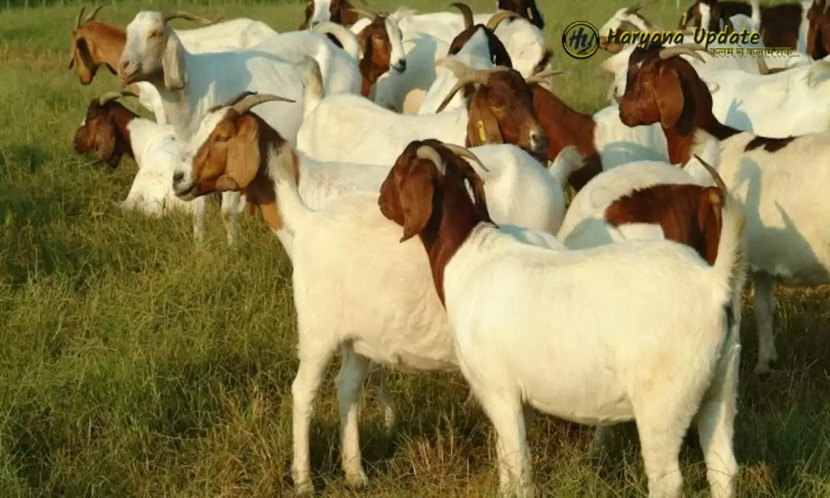 Goat Farming: इन दो नस्ल की बकरियों को ले जाएं घर, कुछ ही महीने में हो जाएंगे मालामाल