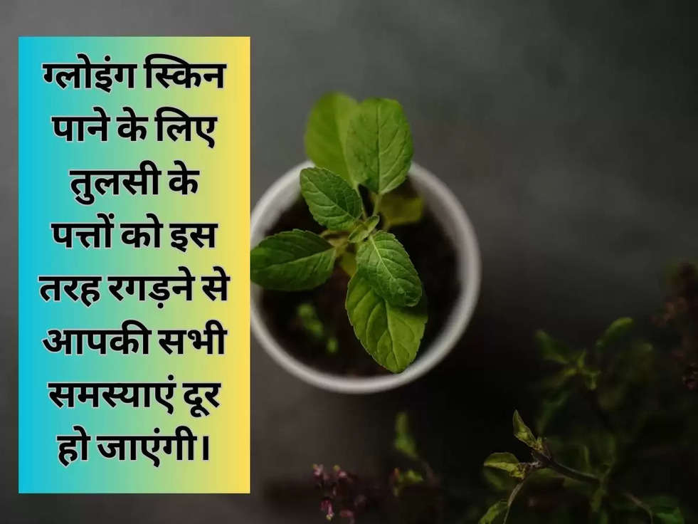 ग्लोइंग स्किन पाने के लिए तुलसी के पत्तों को इस तरह रगड़ने से आपकी सभी समस्याएं दूर हो जाएंगी।