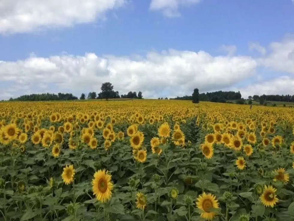 Sunflower Cultivation: इस फूल की खेती करके किसान कमा सकता है 3 लाख तक का मुनाफा 