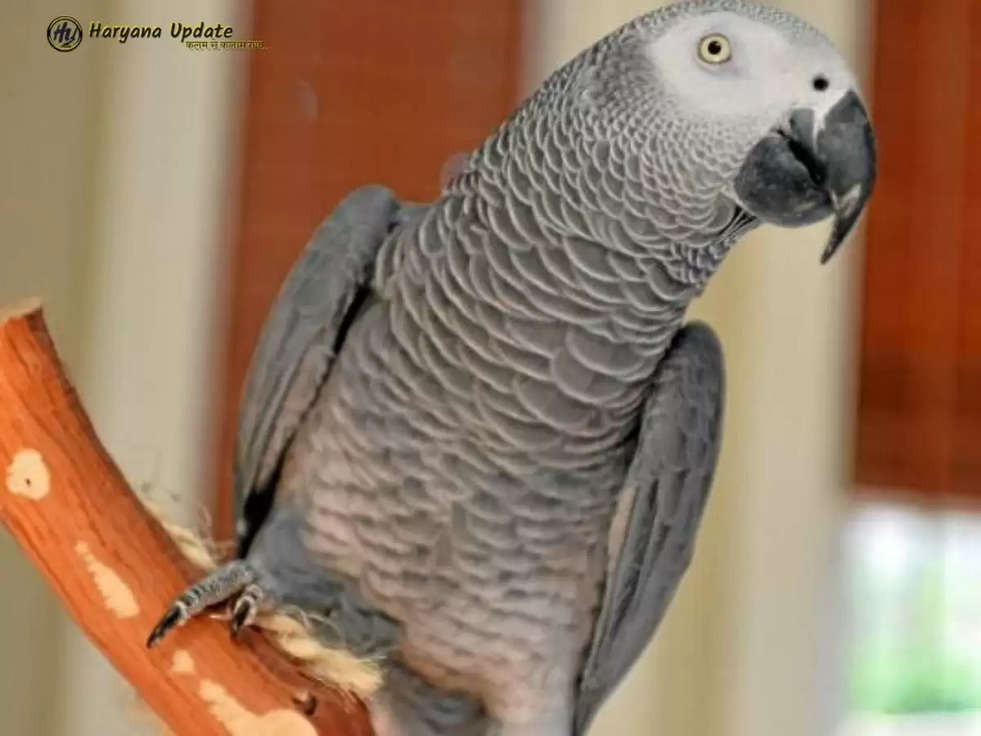 Talking Parrot: तोते ने महिला की आवाज में ऑनलाइन ऑर्डर , चकरा गया मालकिन का दिमाग!