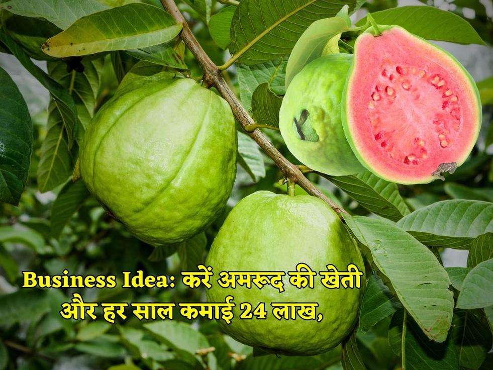 Business Idea: करें अमरूद की खेती और हर साल कमाई 24 लाख,