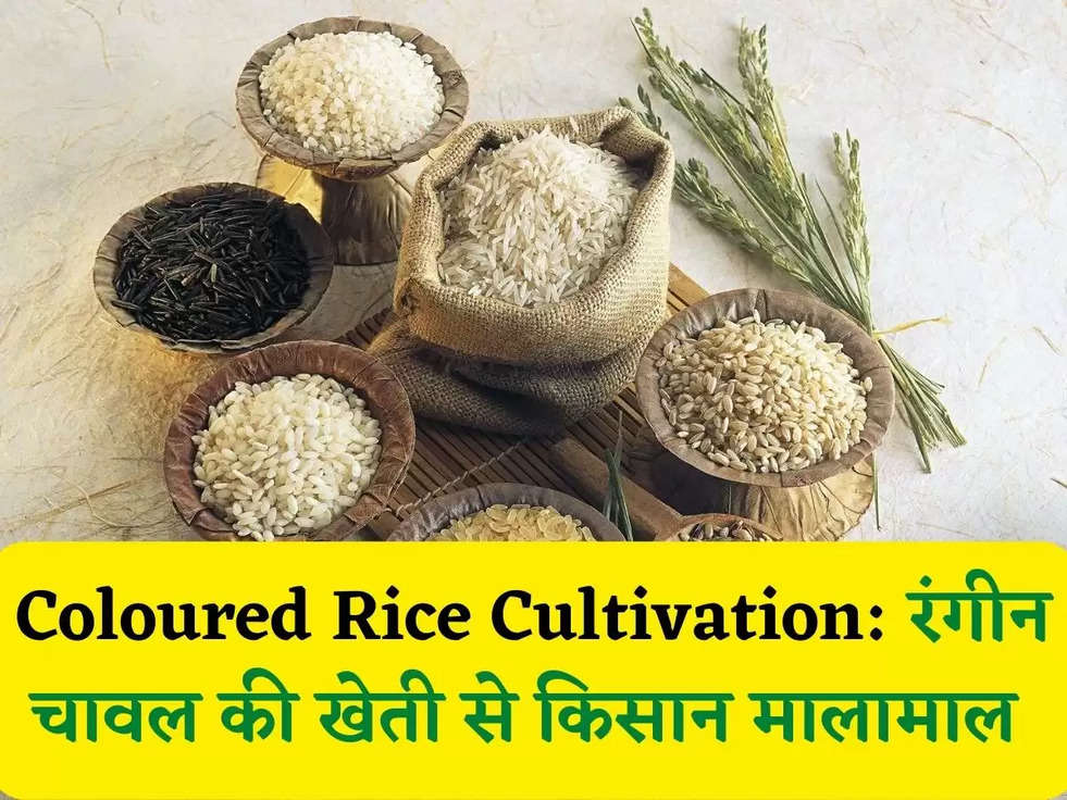 Coloured Rice Cultivation: रंगीन चावल की खेती से किसान मालामाल 