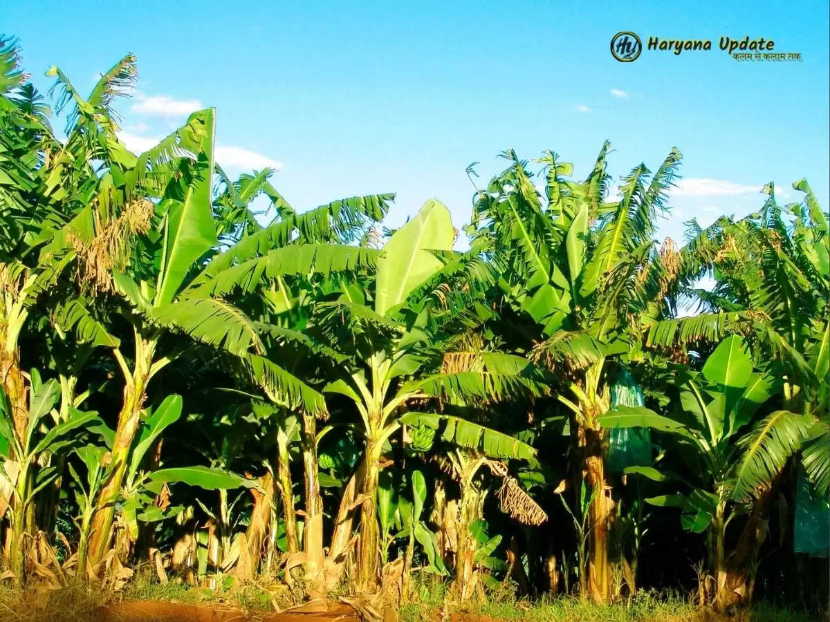 banana farming