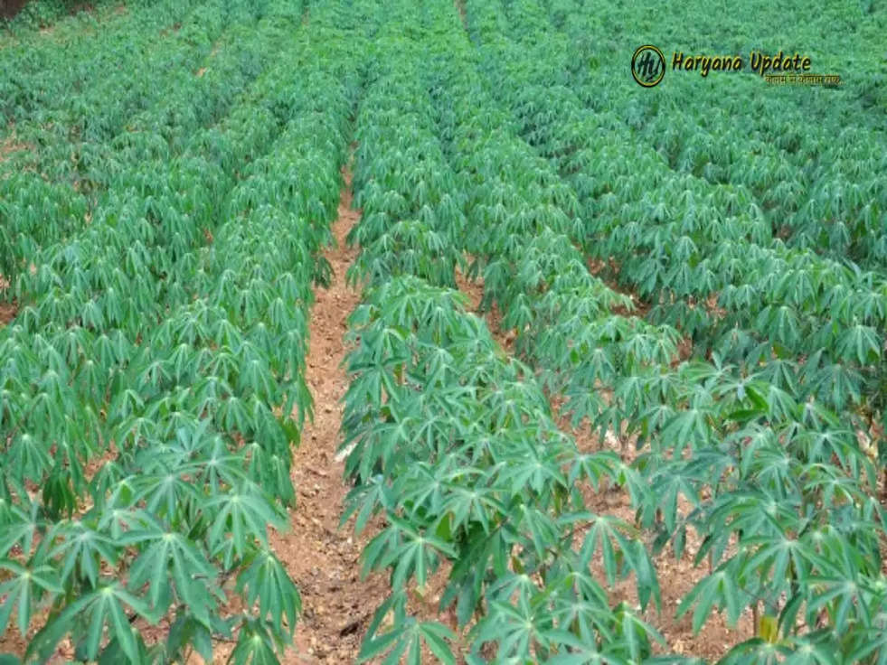 Cassava Farming: अच्छा मुनाफा कमाने के लिए इस फसल की करें खेती