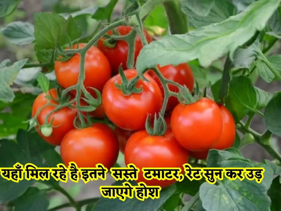 tomato price