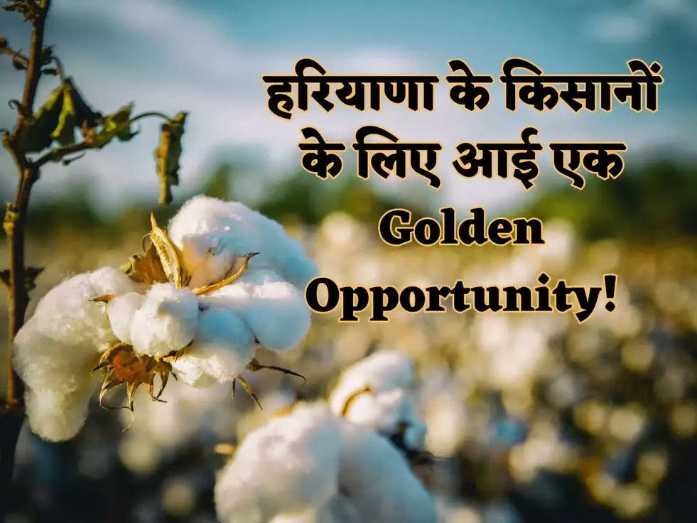 हरियाणा के किसानों के लिए आई एक Golden Opportunity! नरमा-कपास के बीज तैयार करने की मिलेगी ट्रेनिंग, किसान ऐसे कर सकते हैं आवेदन