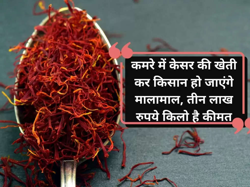 Indoor Saffron Farming: कमरे में केसर की खेती कर किसान हो जाएंगे मालामाल, तीन लाख रुपये किलो है कीमत