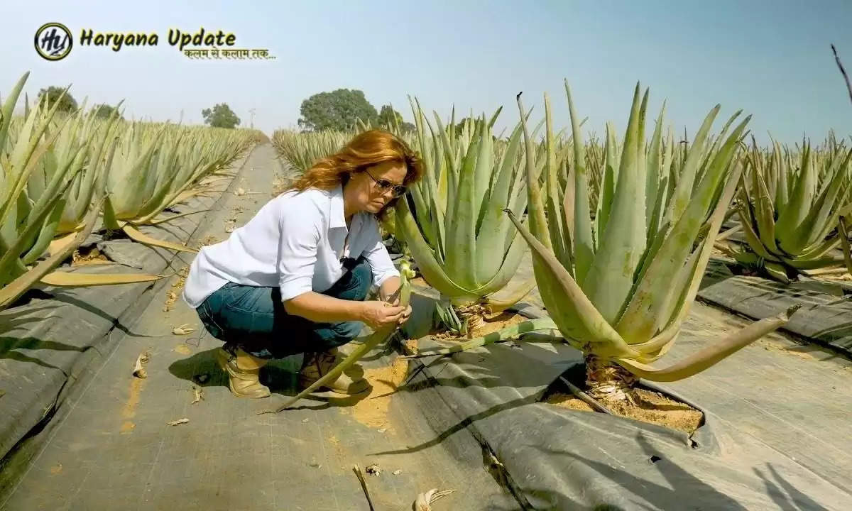 Aloevera Cultivation: Be carefree by planting this crop, in this way earn a lot of money for 5 years!