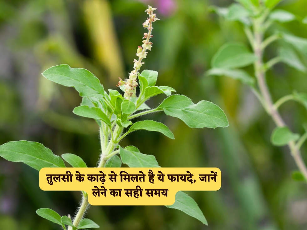 Health Benefits : तुलसी के काढ़े से मिलते है ये फायदे, जानें लेने का सही समय 