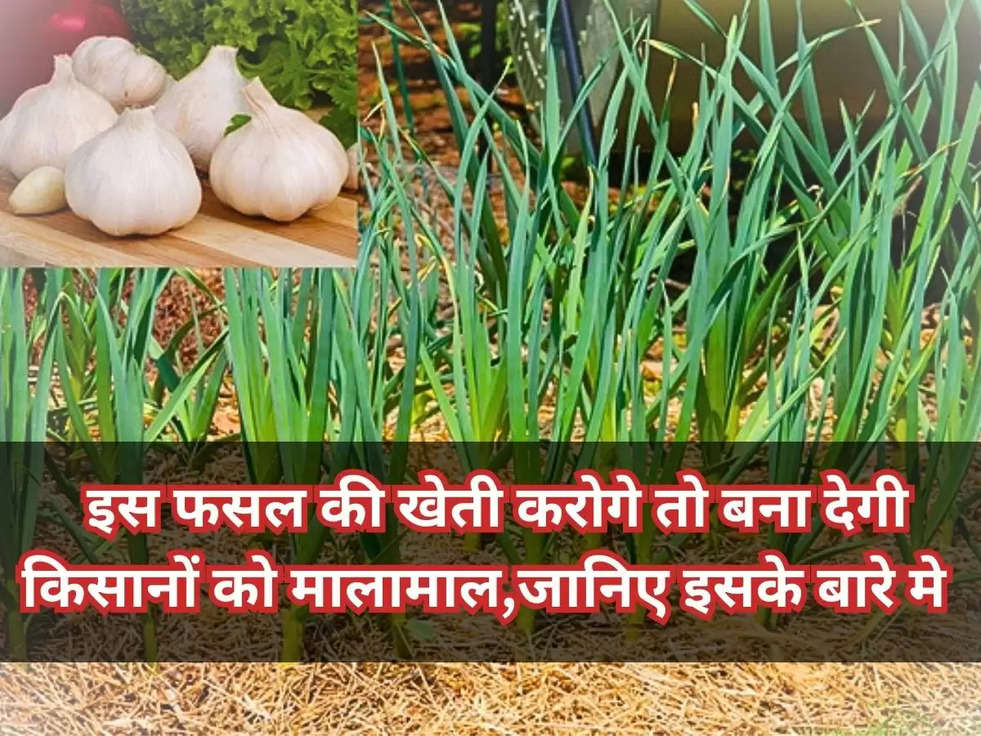 Agriculture: इस फसल की खेती करोगे तो बना देगी किसानों को मालामाल,जानिए इसके बारे मे 