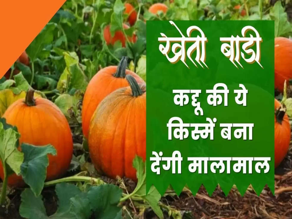 pumpkin cultivation