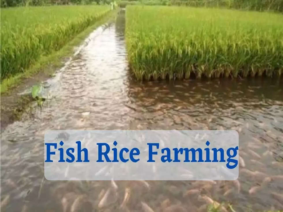 Fish Rice Farming : किसान इस तकनीक से करें धान की बुवाई, मुनाफा हो जाएगा डबल