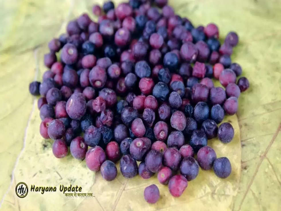 Phalsa Cultivation: फालसा की खेती से किसान कमा सकते हैं भारी मुनाफा, फलों से बनते हैं कई प्रोडक्ट्स