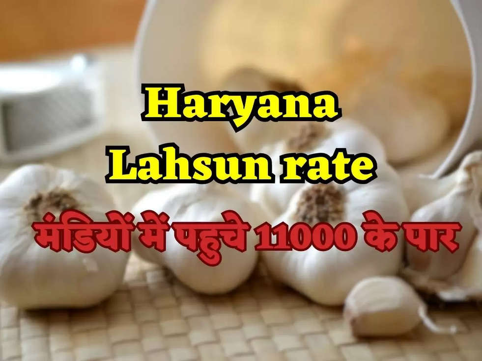 Haryana Lahsun rate: लहसुन के भाव कुछ मंडियों में पहुचे 11000 के पार, क्या और बढ़ेंगे भाव? जानिए रिपोर्ट