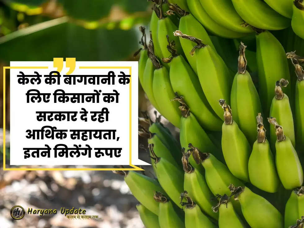 Cultivate Banana : केले की बागवानी के लिए किसानों को सरकार दे रही आर्थिक सहायता, इतने मिलेंगे रूपए